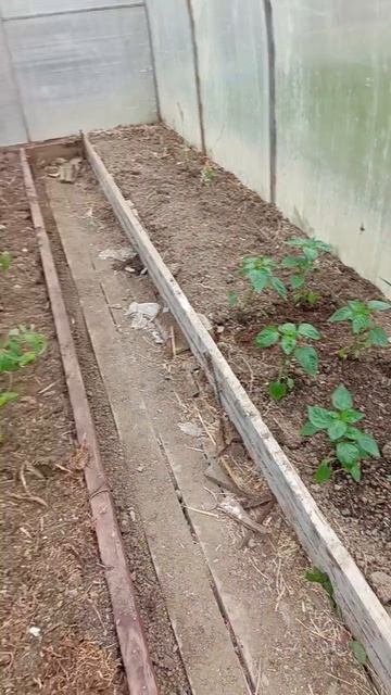 огородные дела в коротышах