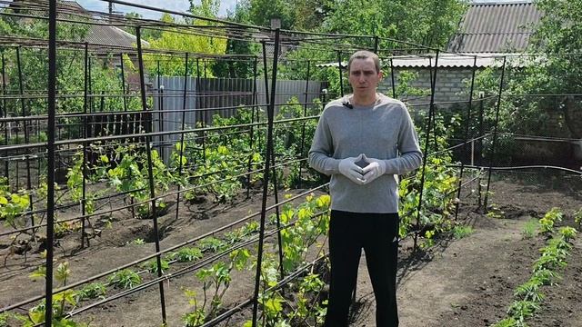 Чем весной подкормить виноград.