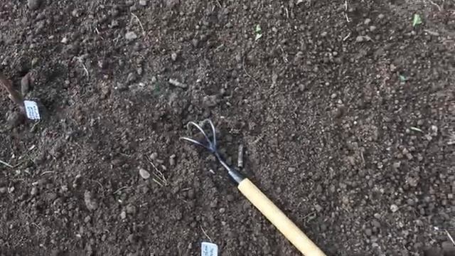 Посадка озимого чеснока - основные правила