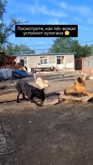 Вожак