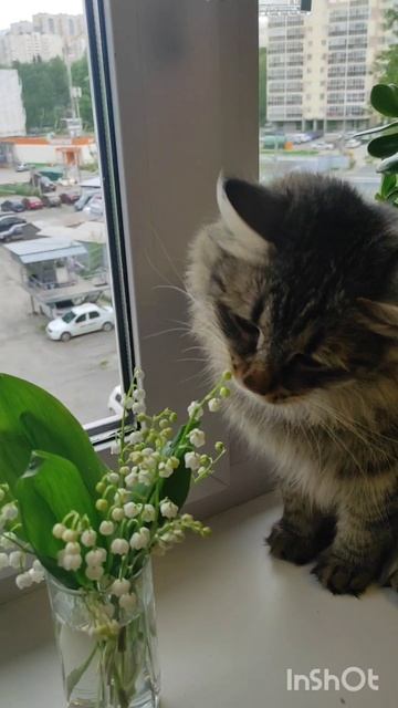 Ландыши. Кот Арбуз