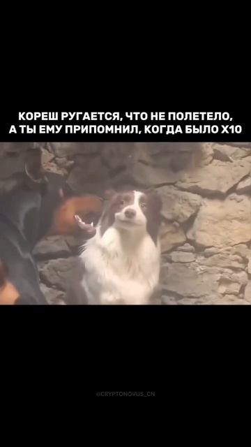 cryptonovus_CN