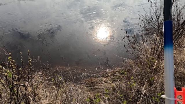 Ельцов нет, зато есть берёзовый сок.