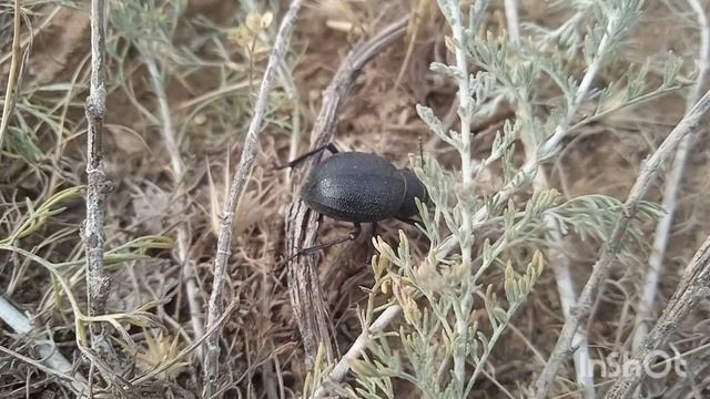 Медляк степной (Blaps halophila)