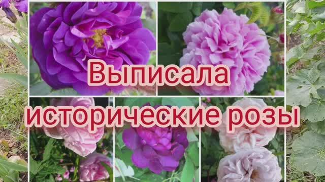Исторические розы, старинные