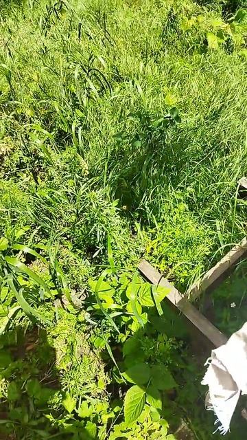 Рой заселяет дачный точек.