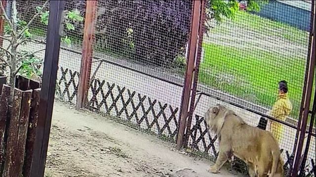 шерхан ждёт вас на прогулку