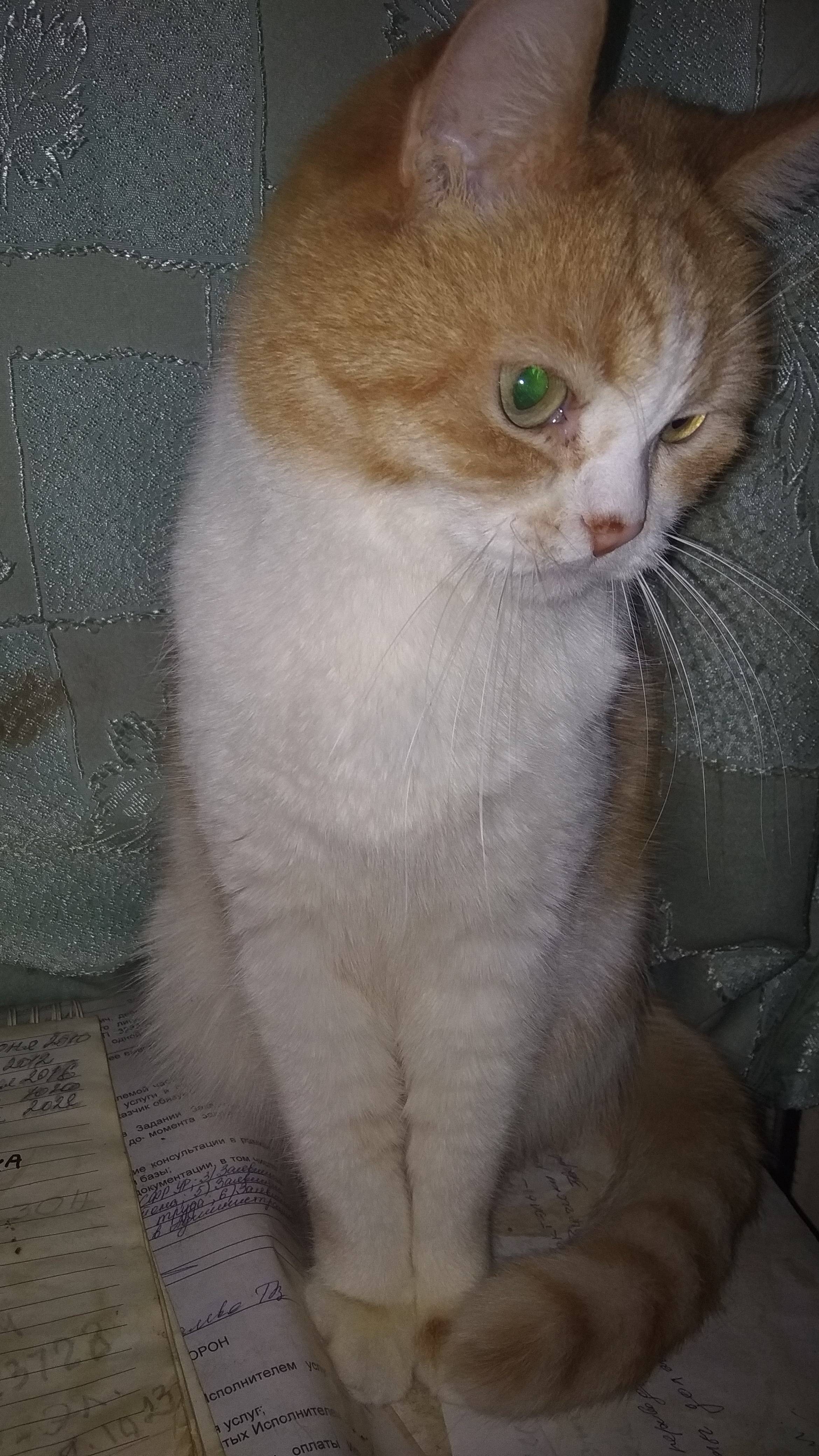Позитивная подборка забавных хвостиков .😍 🐾 😟😐😏