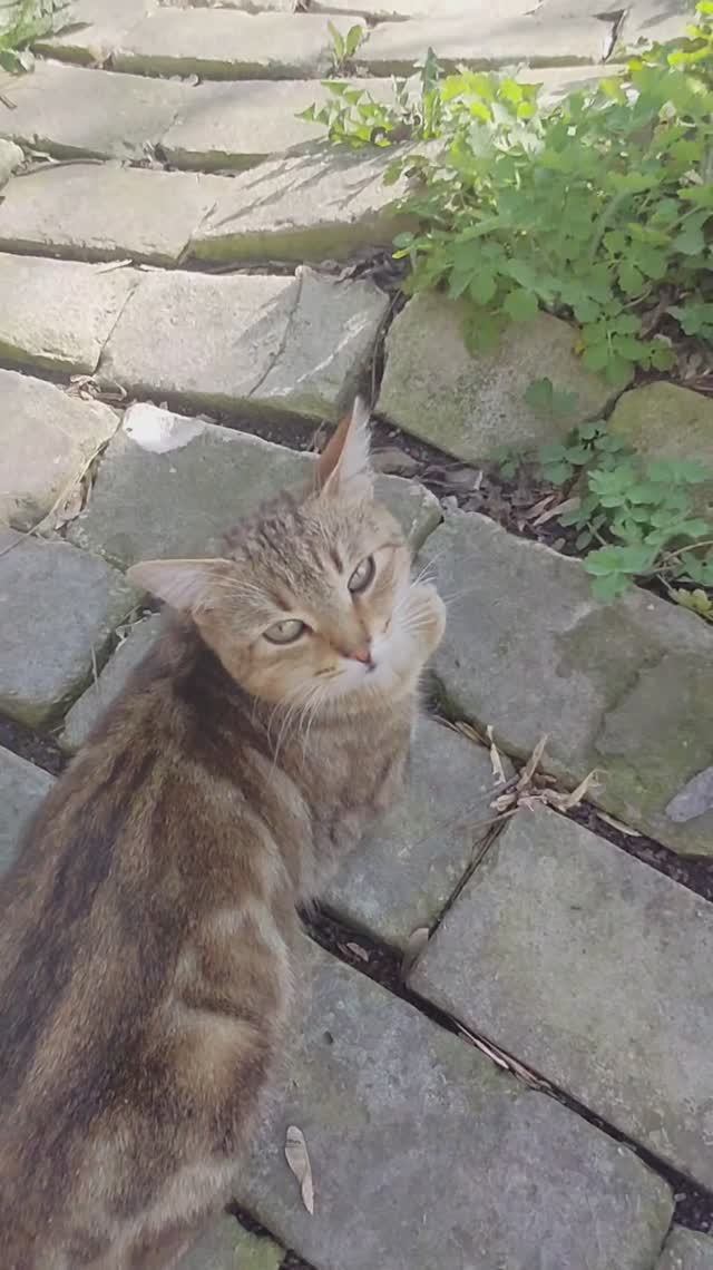 О кошках понемножку.