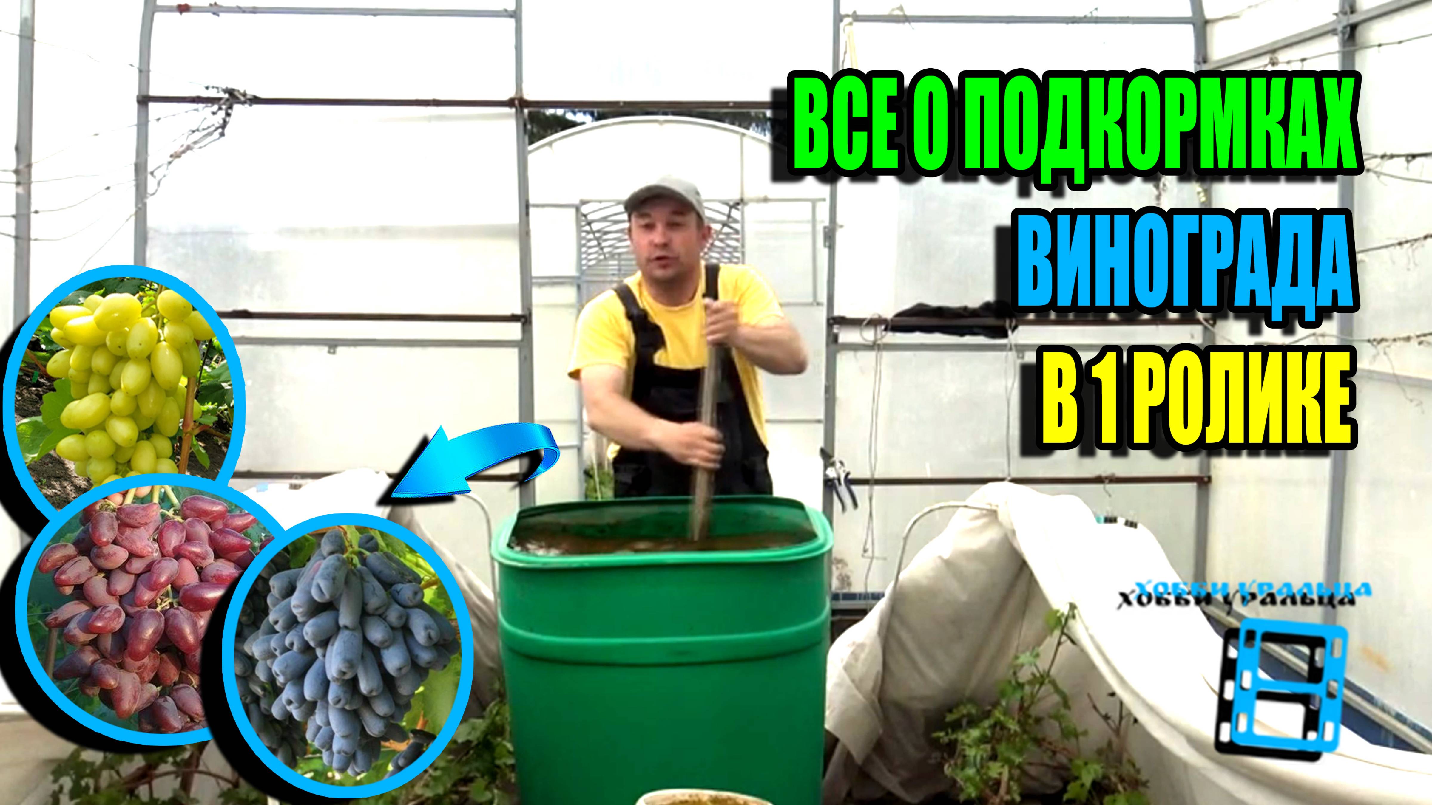 ВСЕ СЕКРЕТЫ И ТОНКОСТИ ПОДКОРМОК ВИНОГРАДА ЗА ГОД ДЛЯ НАИЛУЧШЕГО УРОЖАЯ. СЕВЕРНЫЙ ВИНОГРАДНИК 25-19