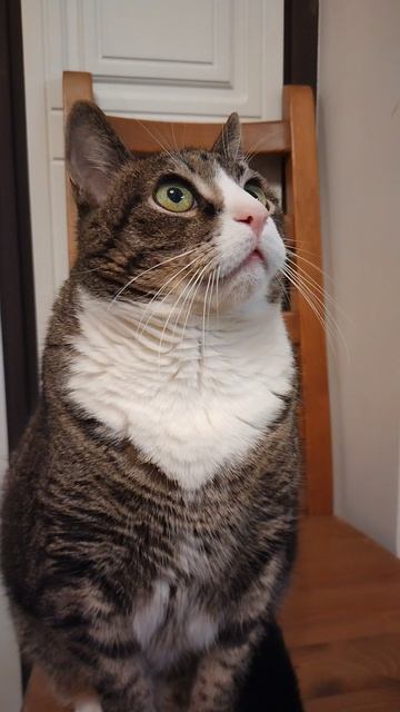 Кот Грунт сидит на стуле. 15 января 2025.