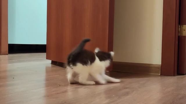 ПРОДАЮ КОТЯТ