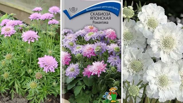 ПОСЕЙТЕ эти НЕПРИХОТЛИВЫЕ ЦВЕТЫ под ЗИМУ! Они порадуют красивым цветением в саду.