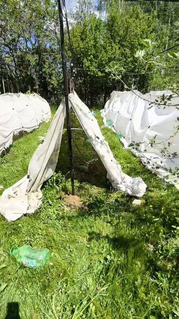 Виноград.Подвязали 23 мая
