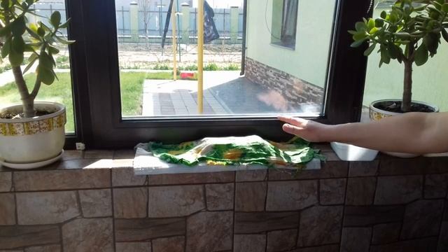 Проращивание картофеля перед посадкой за 3 дня - самый быстрый метод