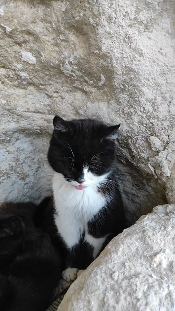 Кошачий релакс