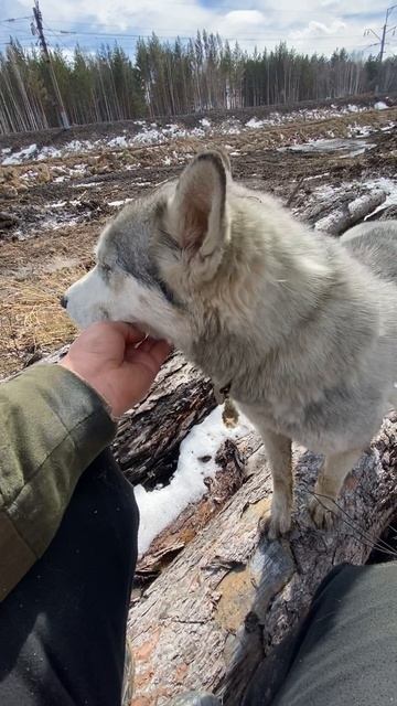 Хаски#топ
