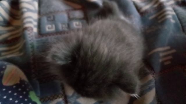 киса 🐱