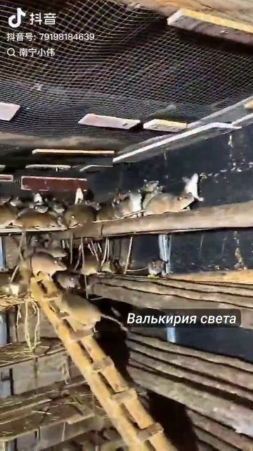Крысиные фермы в Китае.Крысятина стоит в пять раз дороже говядины.