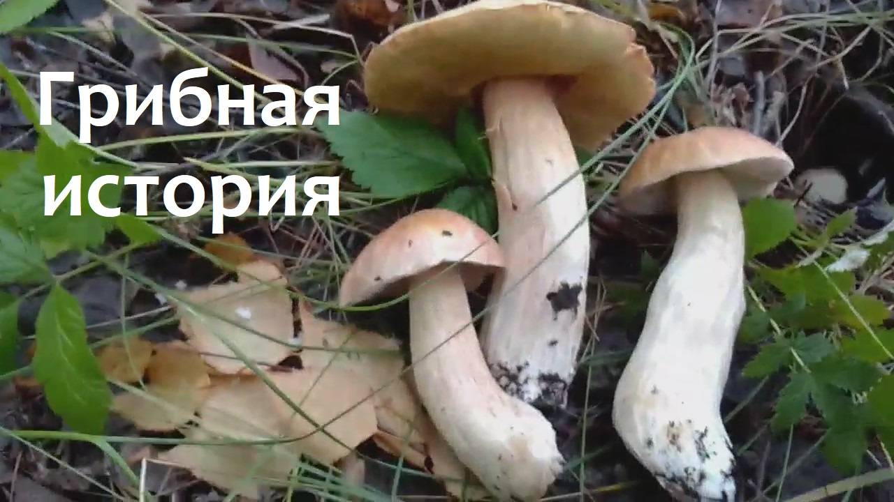 Грибная история и неожиданные находки в лесу
