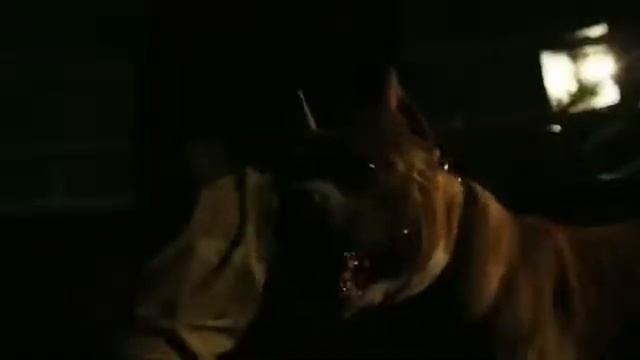 Ноггано   Гарлем