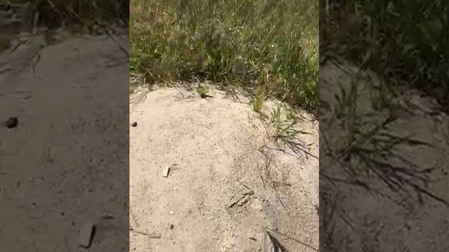Летний каникулы у бабушки часть два