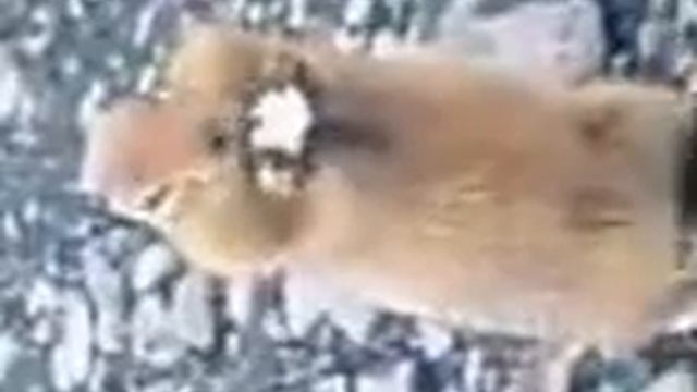Мега прикольный хомяк