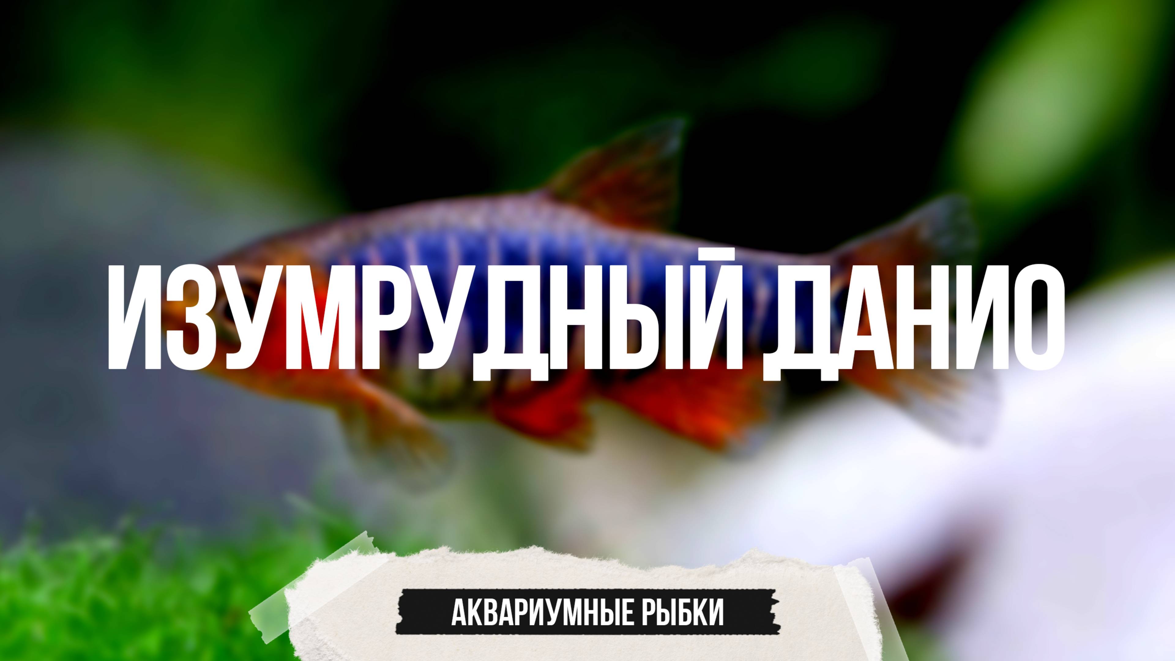 Изумрудный данио