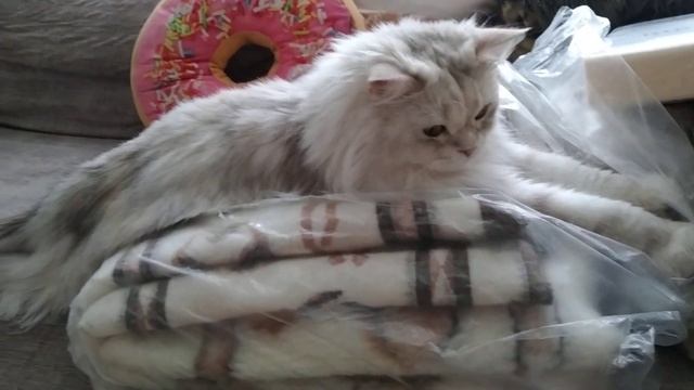 меховой плед для меховых штанов.