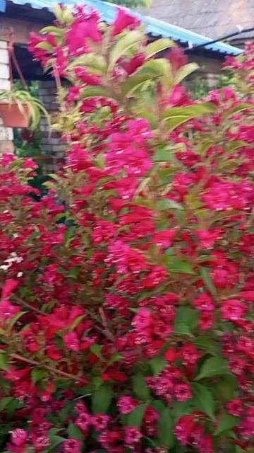 Вейгела "Бристол Руби" и плетистая роза "Али баба".