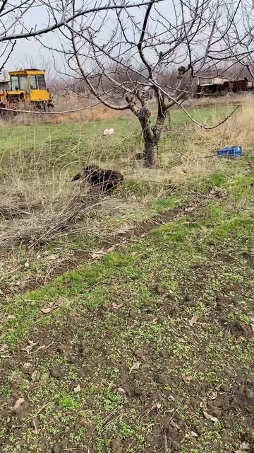 Откуда берутся стереотипы о садоводстве