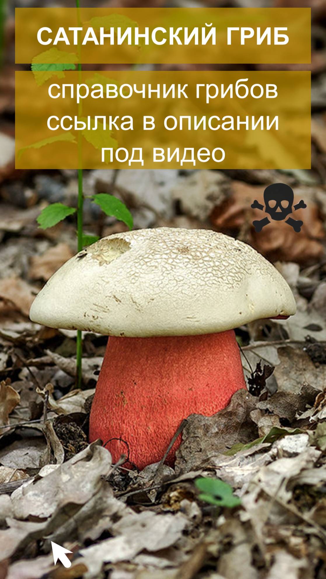 Сатанинский гриб - справочник грибов