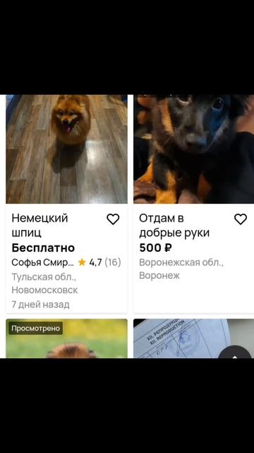 РЕБЯТА!!! у меня скоро появится вот эта собачка 🐕 и она будет снимался со мной !!!