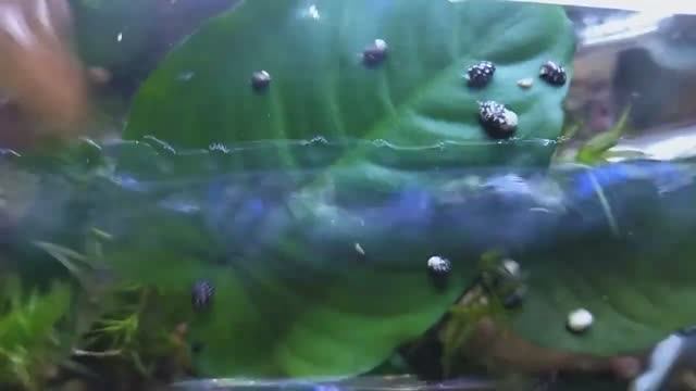 Теодоксус Речной (Флювиатилис).