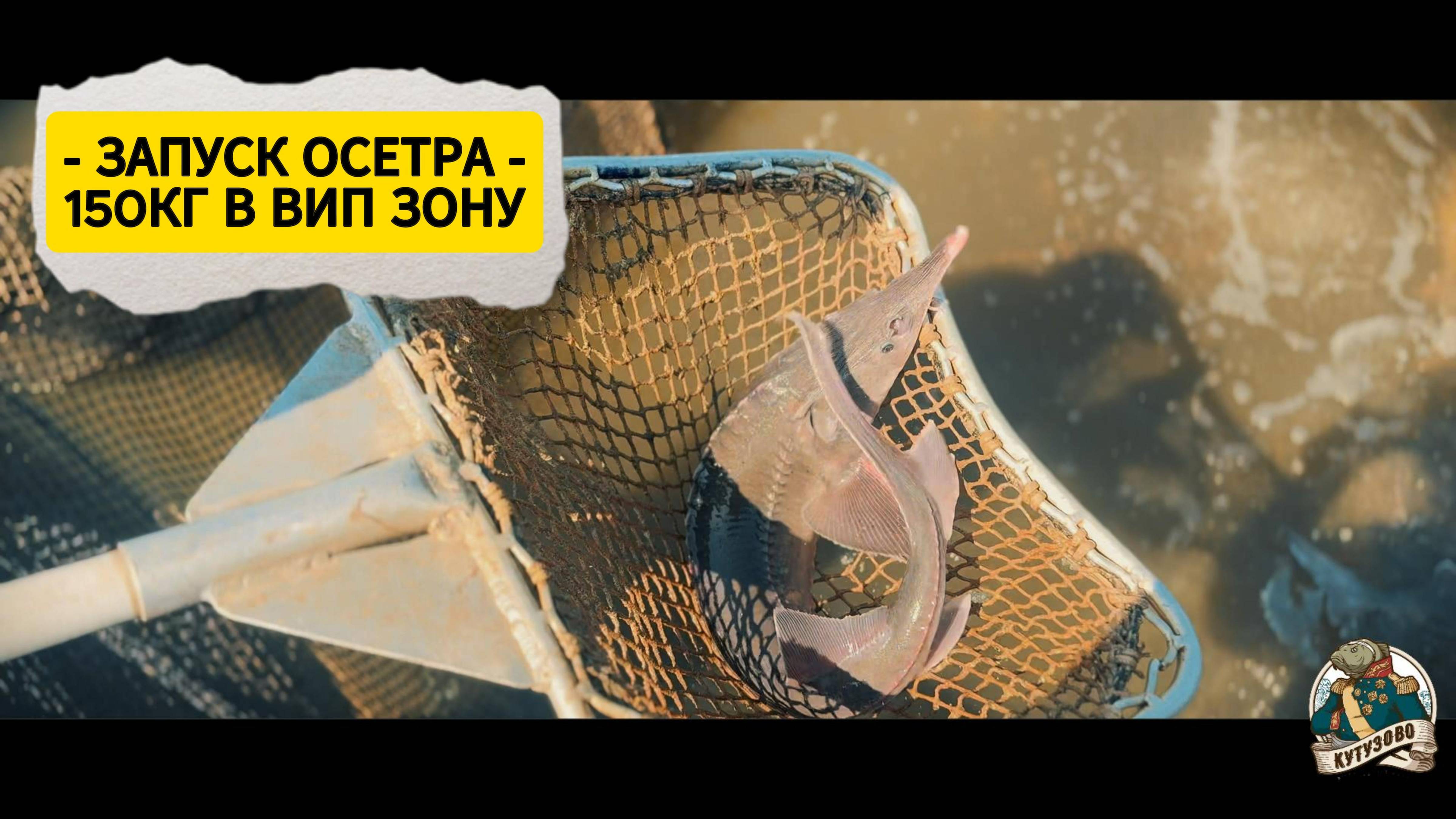 Зарыбление вип зоны на 150 кг. 24.05.25