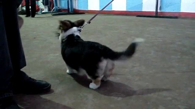 Мешанина и САС!В 12 03 11 152