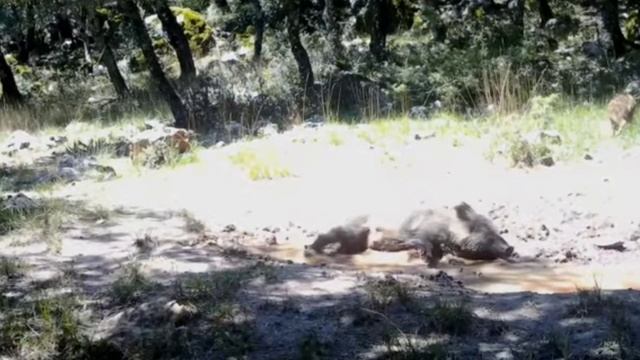 Кабанчики видео фотоловушки