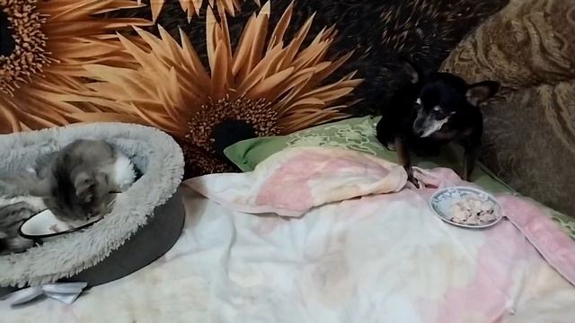Джерику немного лучше