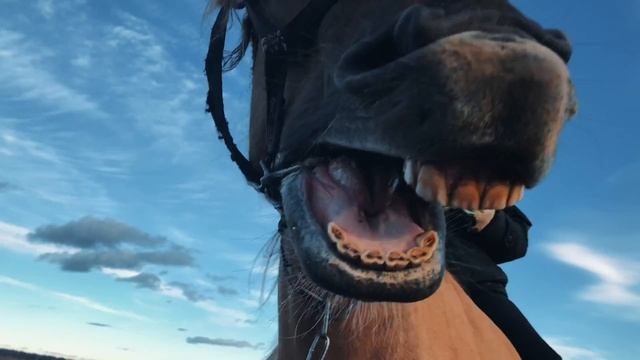 ЧП(Что пофоткать?) Часть 2. Высохшее дерево около Чужъя?