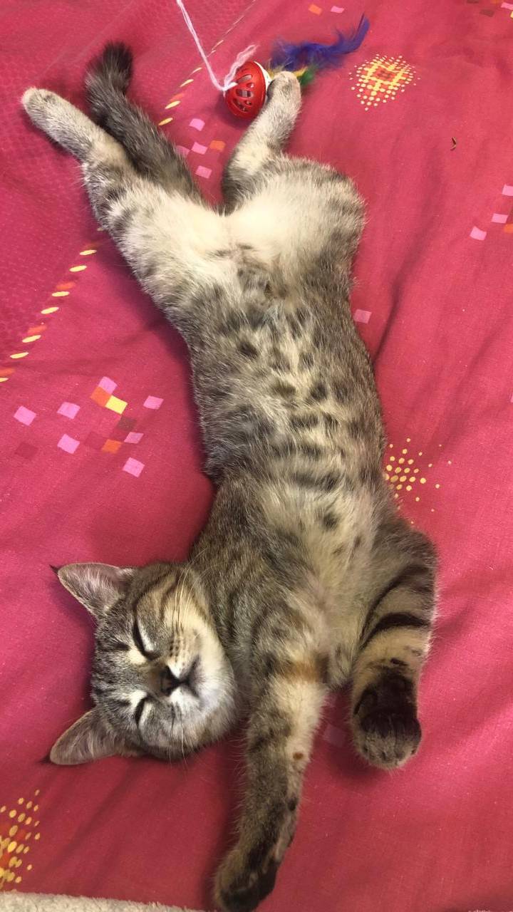 Моя кошка Боня