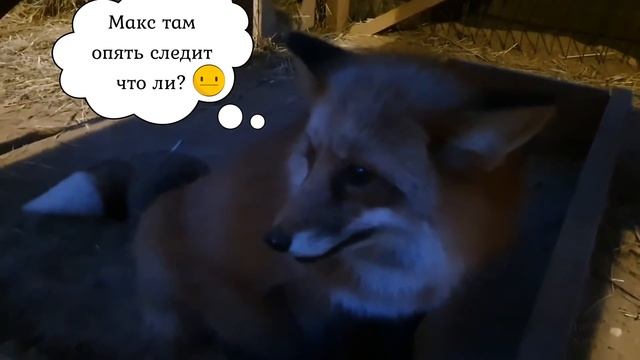 ЛИ СЯО. Алиса - Лиса. Недоглаженный Белый и очень занятая лиса. Забавные моменты.