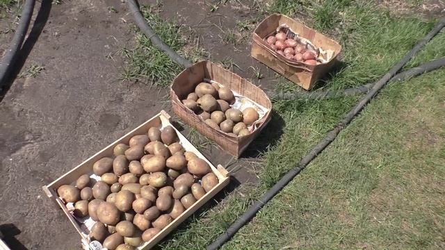 Сажаю картофель