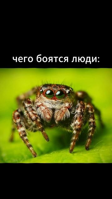 эдит