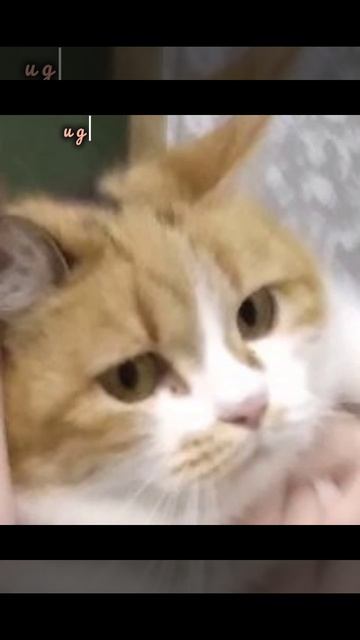 моя кошка муська