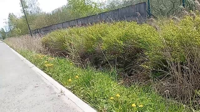 видео  в саблино