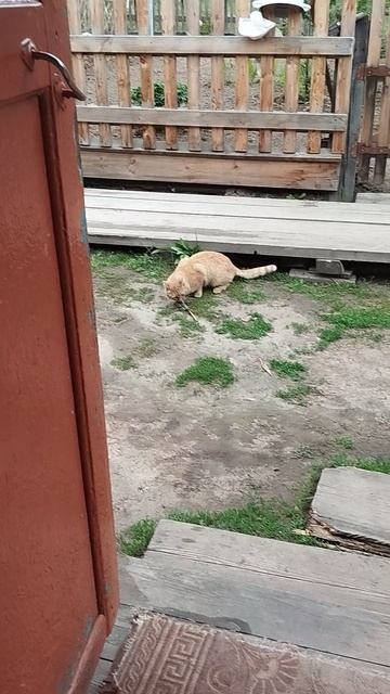 милашка когда ест