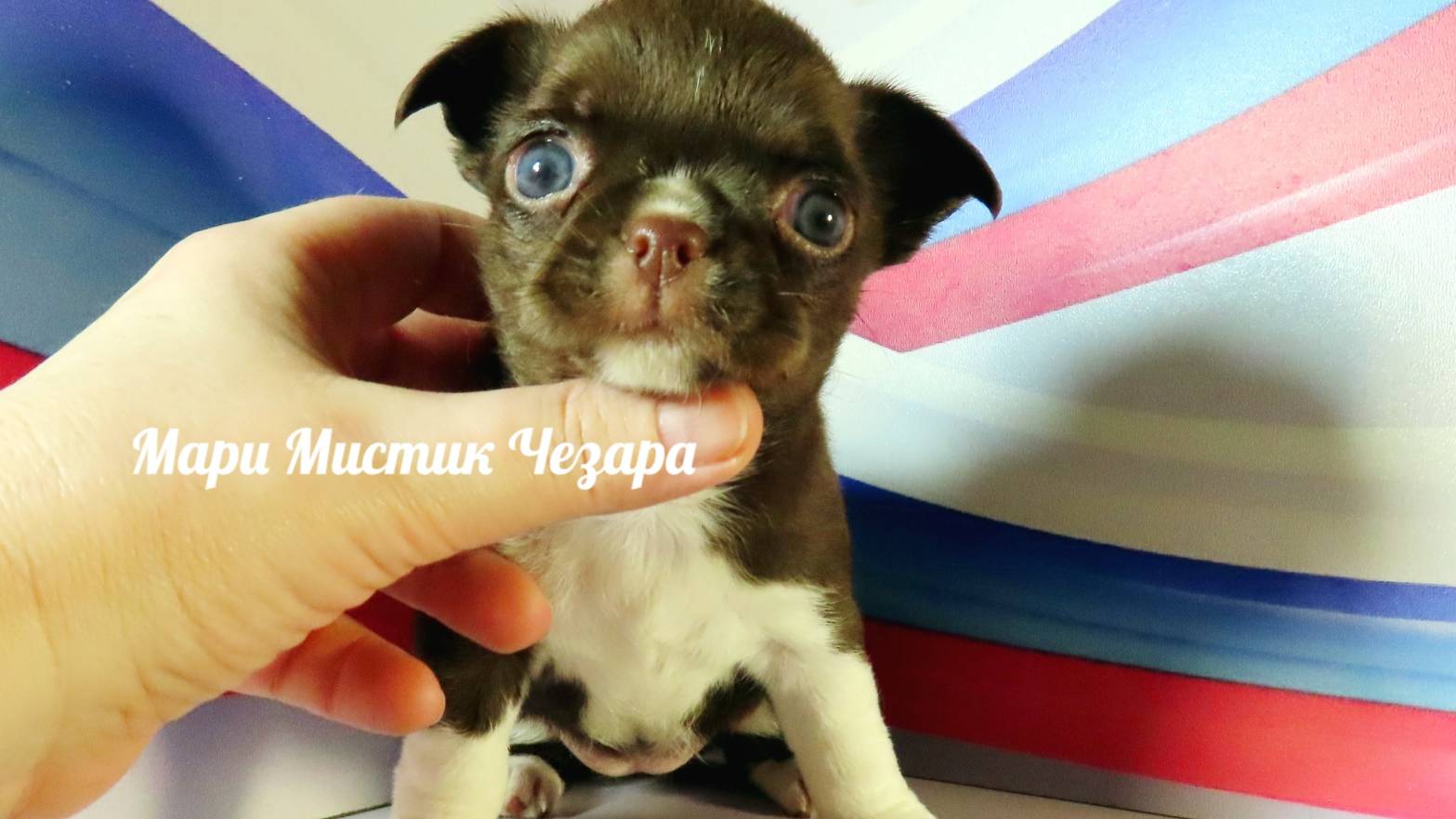 Ласковые, социализированные, ЗДОРОВЫЕ #ЩЕНКИ от 1,5 месяцев #купитьчихуахуапродающенков 89215950848