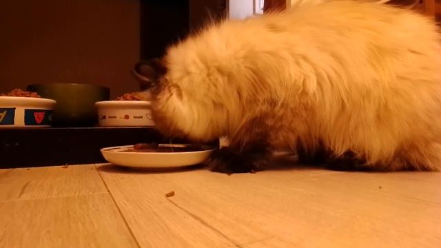 Котомишка. 23 августа 2020.