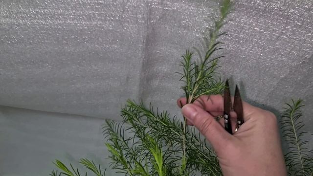 Альтернифолия 7