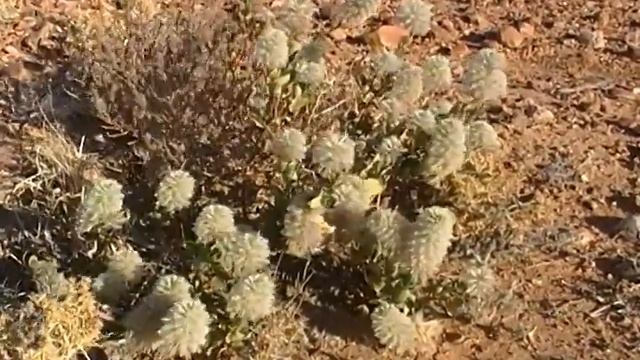 Desert Plants, South Australia. Ю. Австралия (237sp)